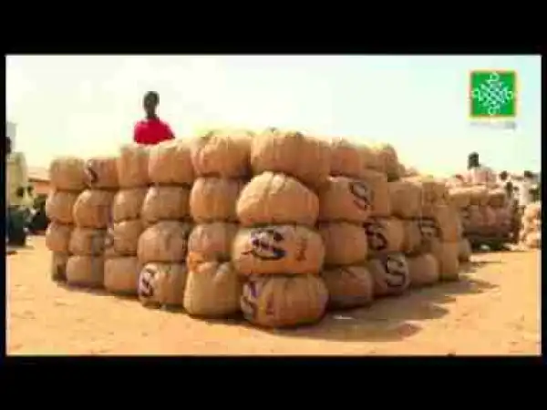 Video: Waiwaye Ep 88